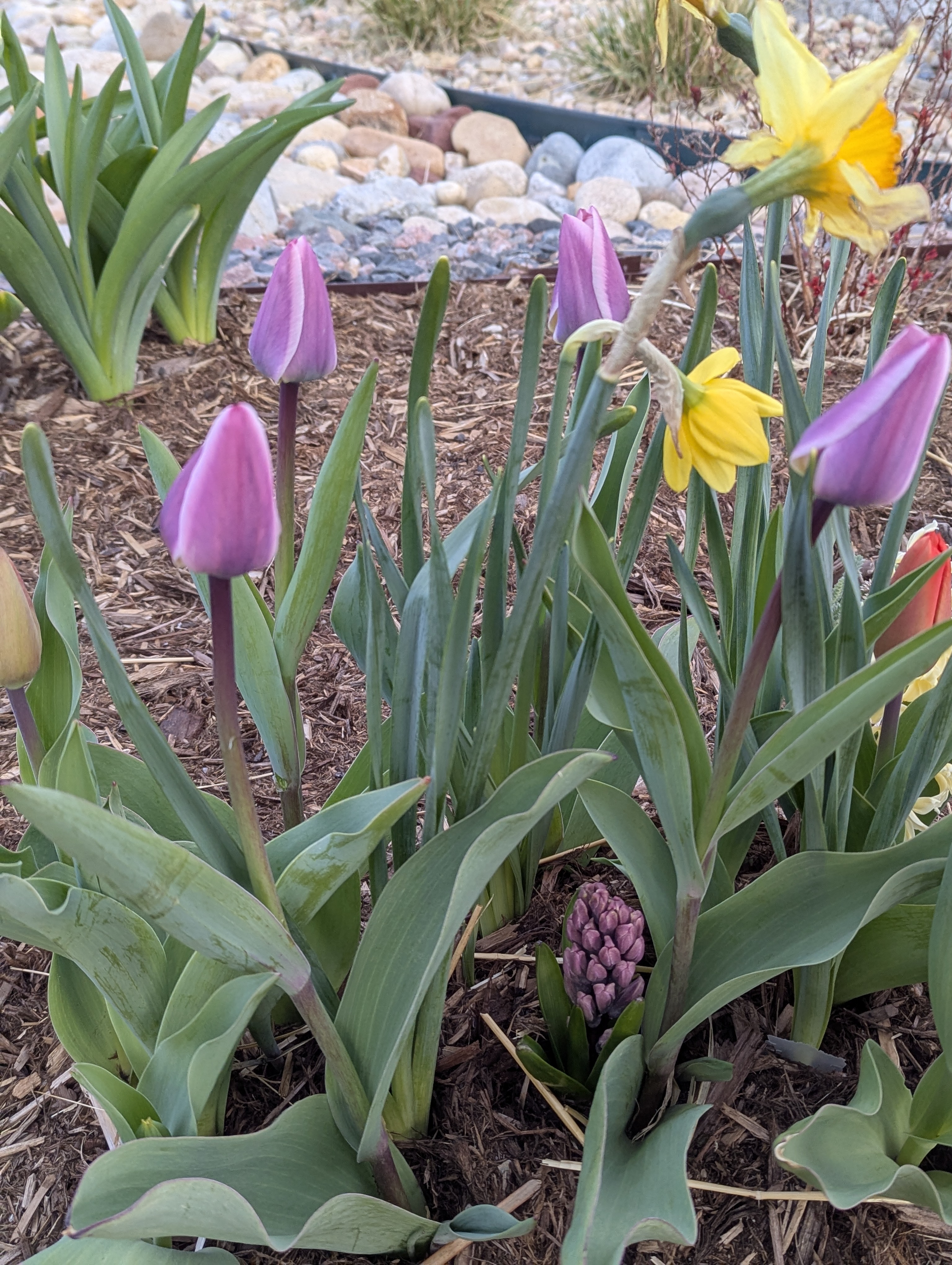 Hyacinth, Daffodils, Tulips, Morrison, Colorado
